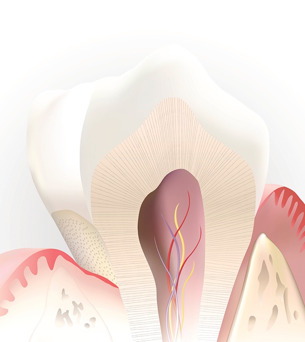 Inside of a healthy tooth without need of root canal therapy